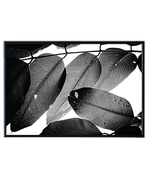 BRANCHES AND LEAVES_01